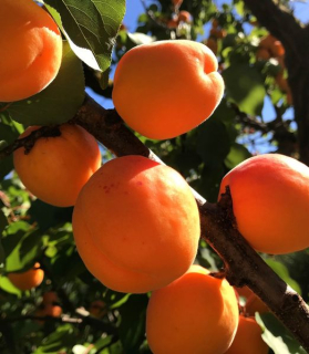 Marhuľa 'San Castrese'